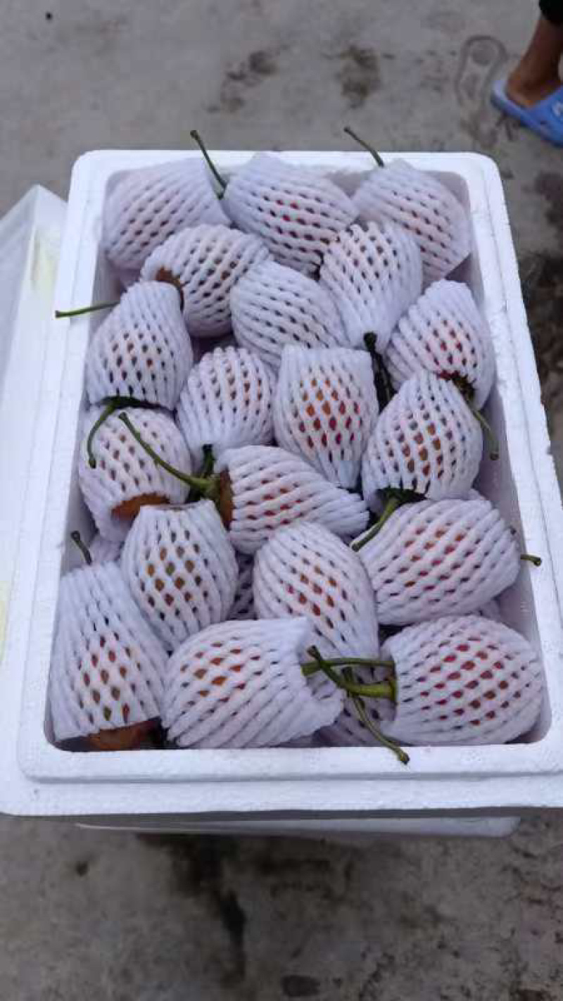 云南特色树番茄，