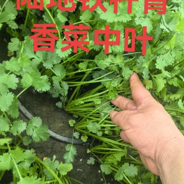 香菜