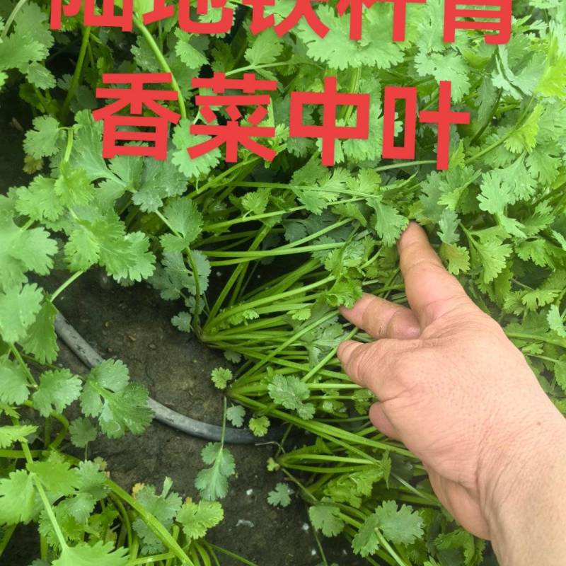 香菜