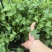 香菜