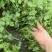 香菜