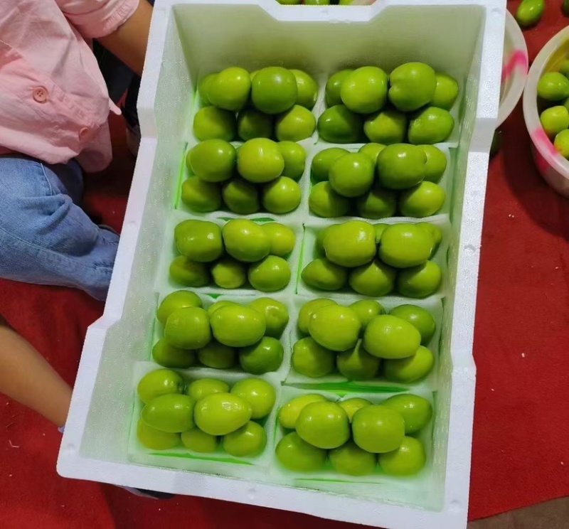 云南牛奶枣大青枣产品预售量大从优优质保障欢迎咨询