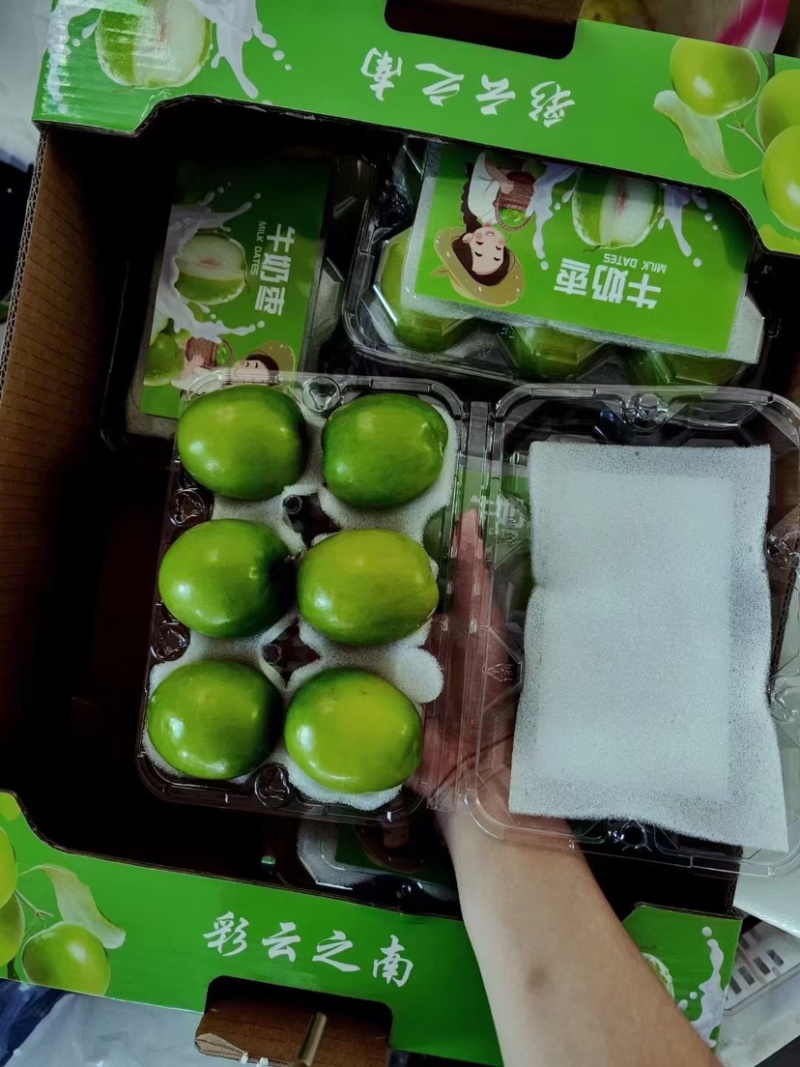 云南牛奶枣大青枣产品预售量大从优优质保障欢迎咨询