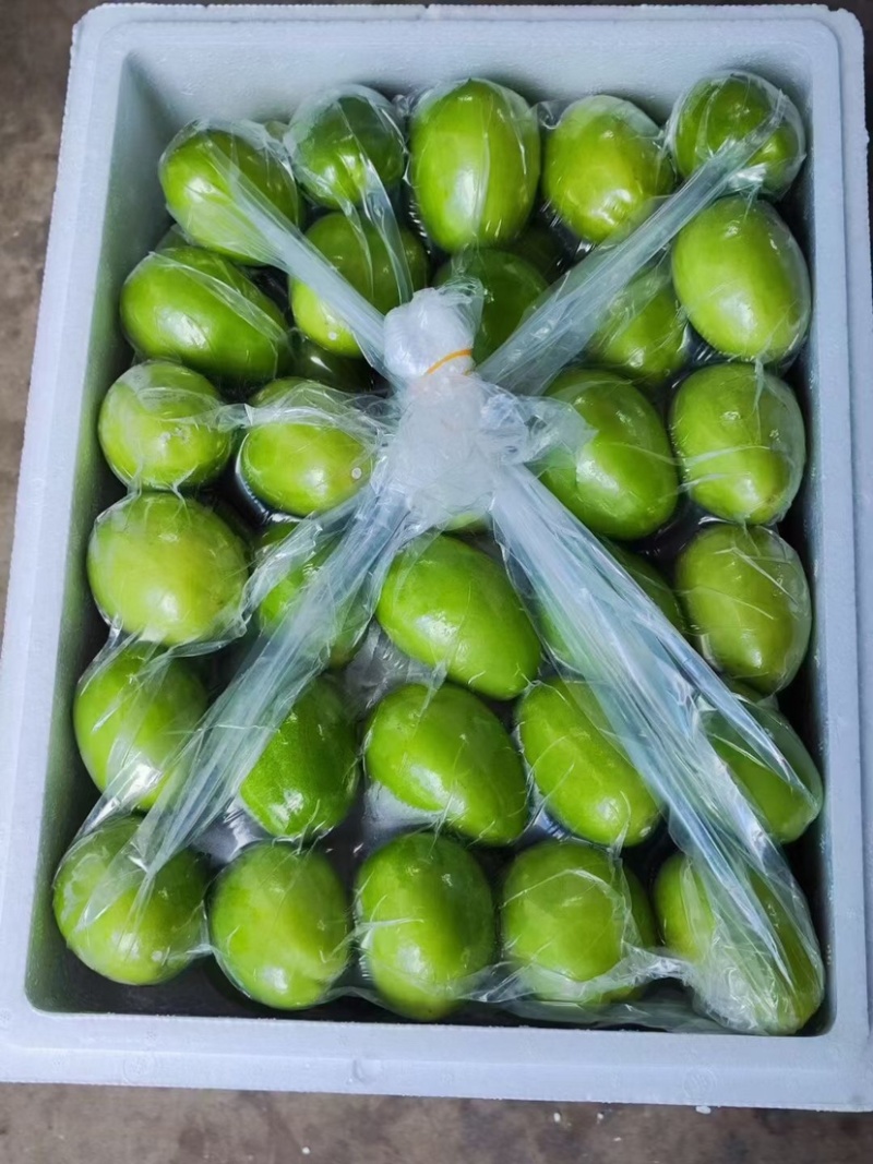 云南牛奶枣大青枣产品预售量大从优优质保障欢迎咨询