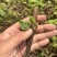 【葡萄苗】耐寒不下架嫁接砧木贝达占地