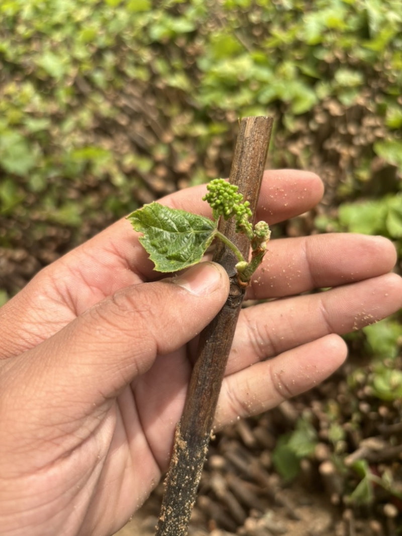 【葡萄苗】耐寒不下架嫁接砧木贝达占地