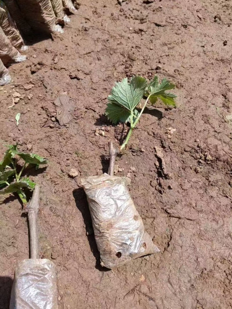 【葡萄苗】耐寒不下架嫁接砧木贝达占地