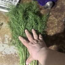 荤香苗