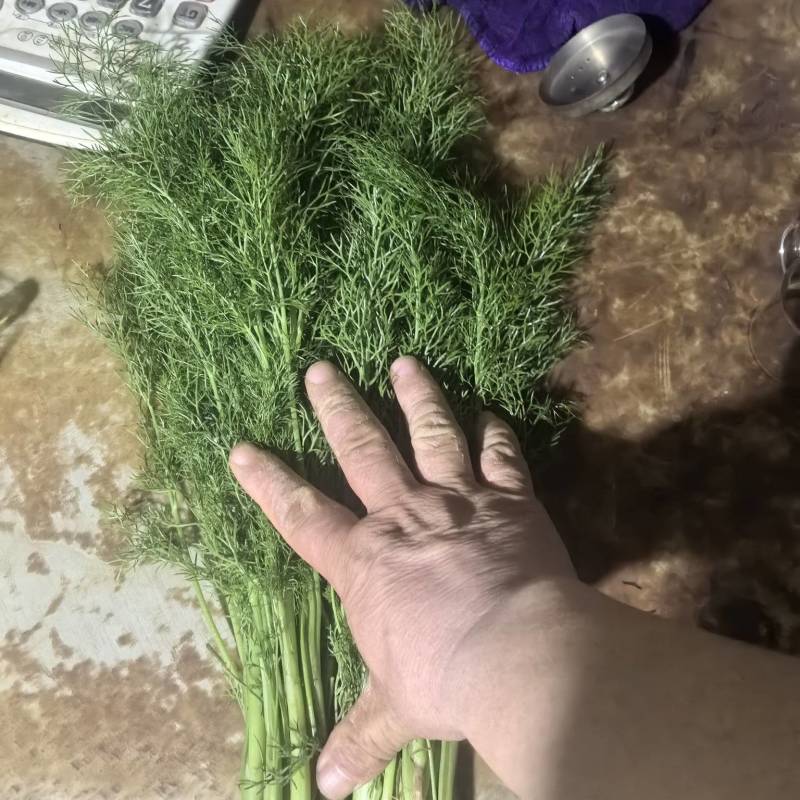 荤香苗