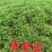荤香苗