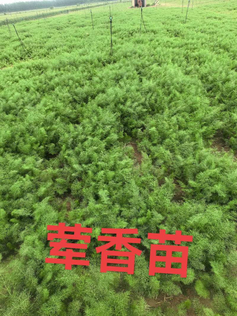 荤香苗