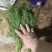 荤香苗