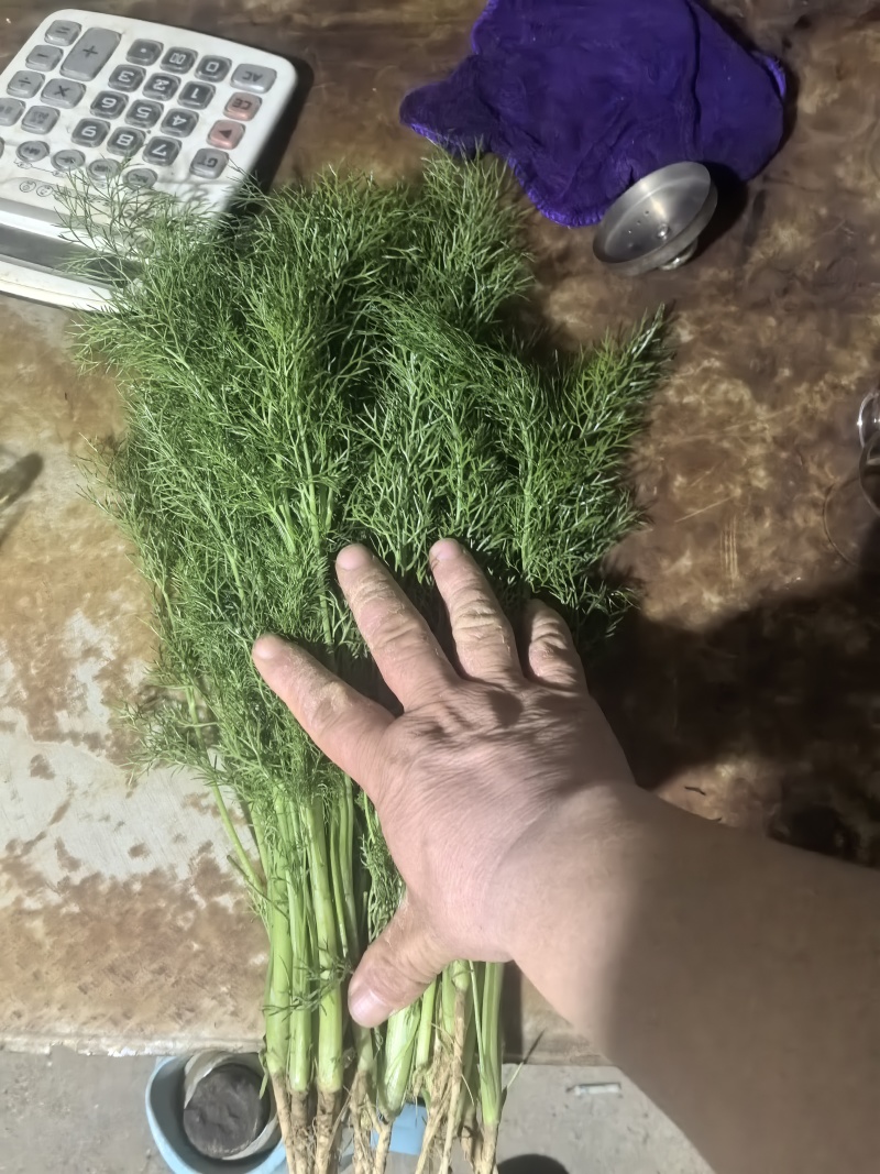荤香苗