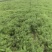荤香苗