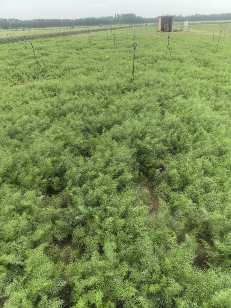 荤香苗