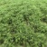 荤香苗