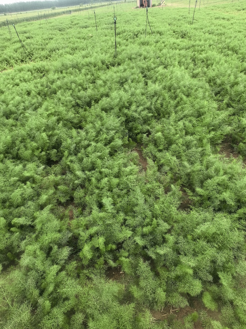 荤香苗