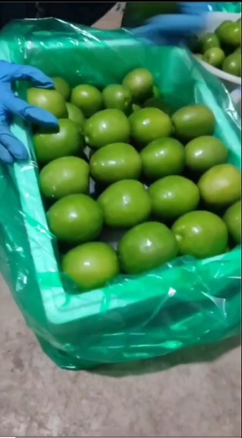 云南牛奶枣大青枣产品预售量大从优优质保障欢迎咨询