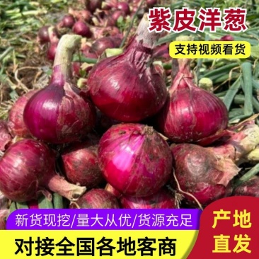 精品紫皮洋葱大量上市品质保证量大从优一手货源