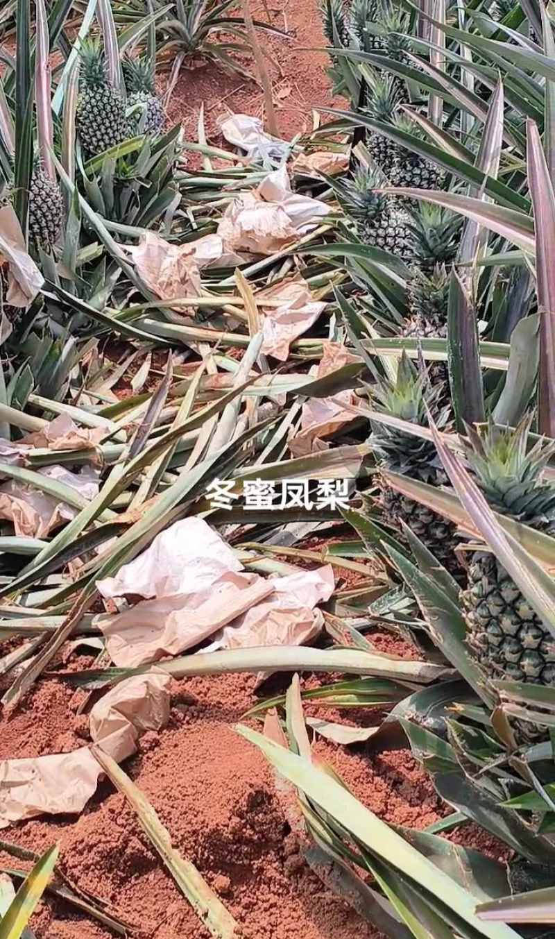 50亩海南冬蜜凤梨，月底开园