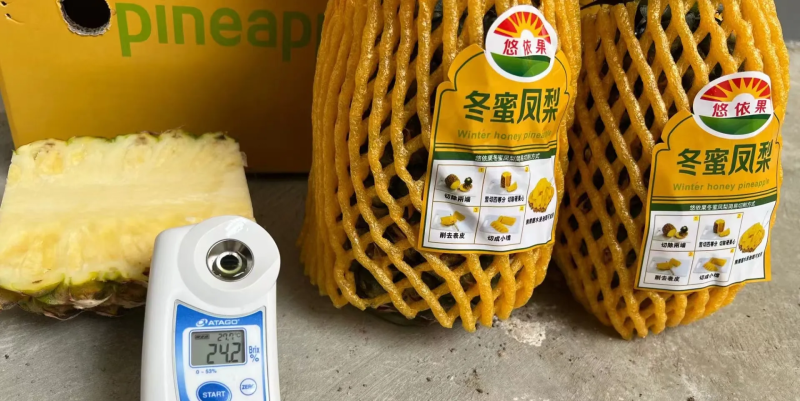 50亩海南冬蜜凤梨，月底开园