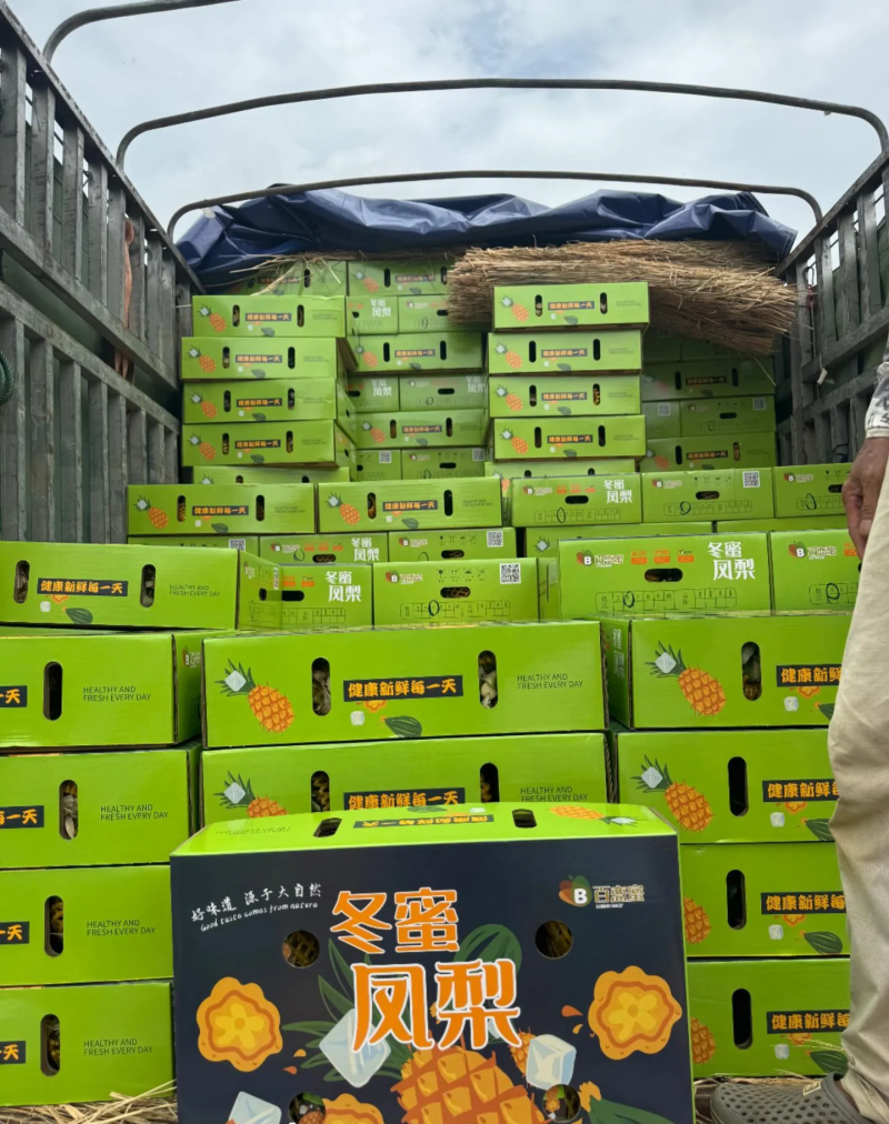 50亩海南冬蜜凤梨，月底开园