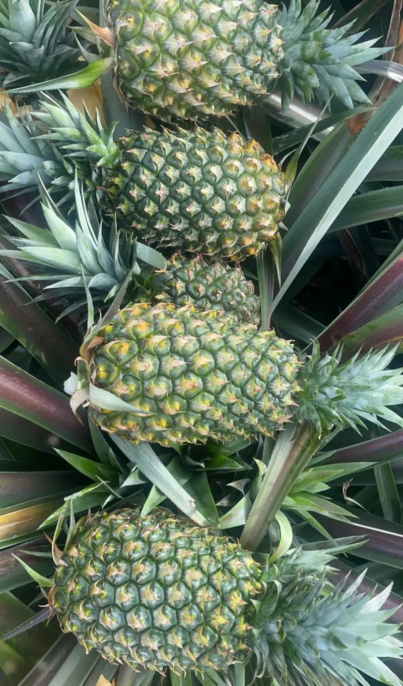 50亩海南冬蜜凤梨，月底开园
