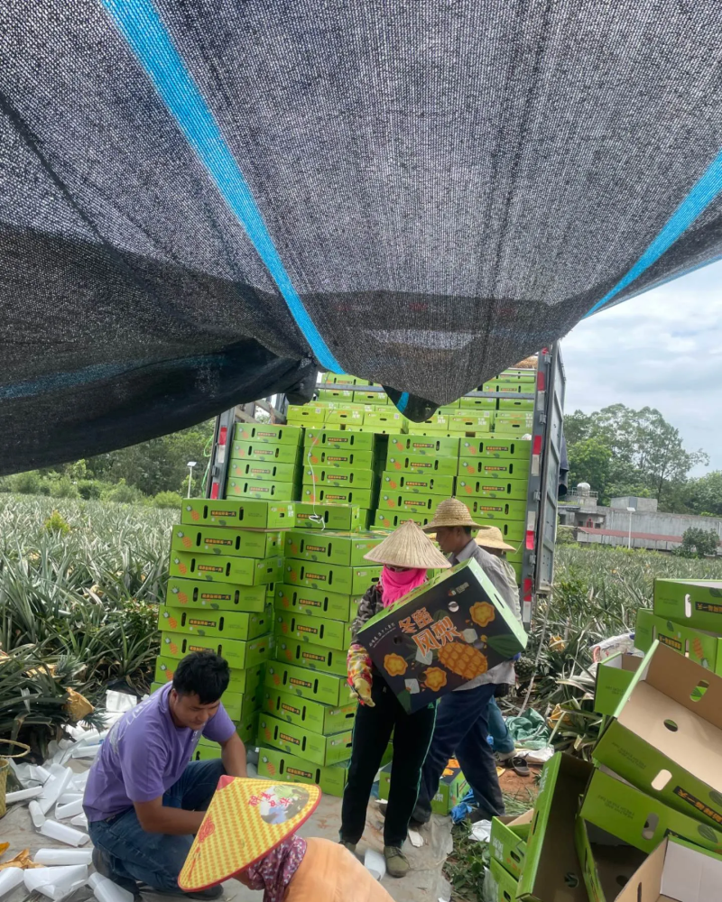 50亩海南冬蜜凤梨，月底开园