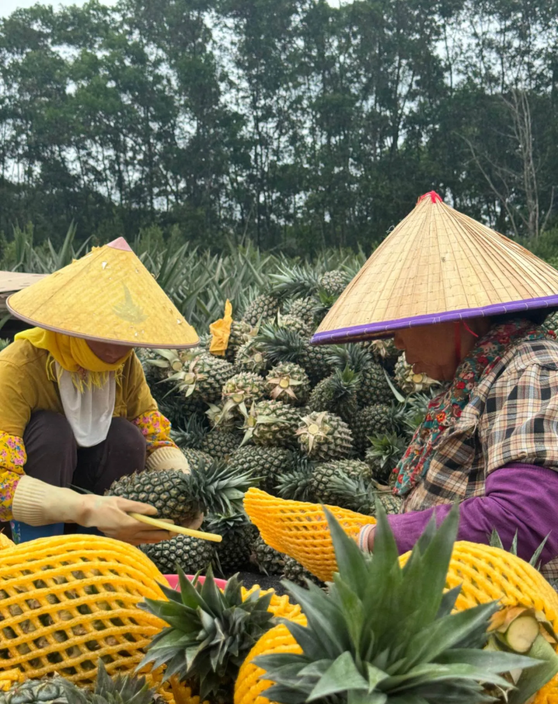 50亩海南冬蜜凤梨，月底开园