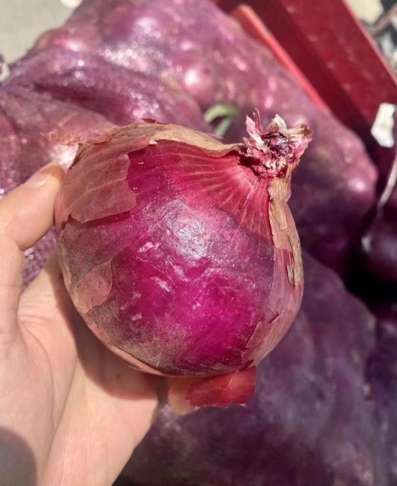 精品紫皮洋葱大量上市品质保证量大从优一手货源