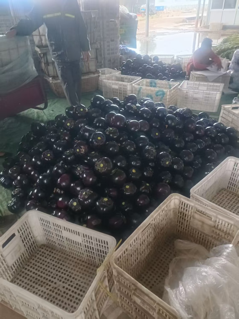 青州紫光圆茄一手货源，长期供批发市场，电商基地，生鲜超市