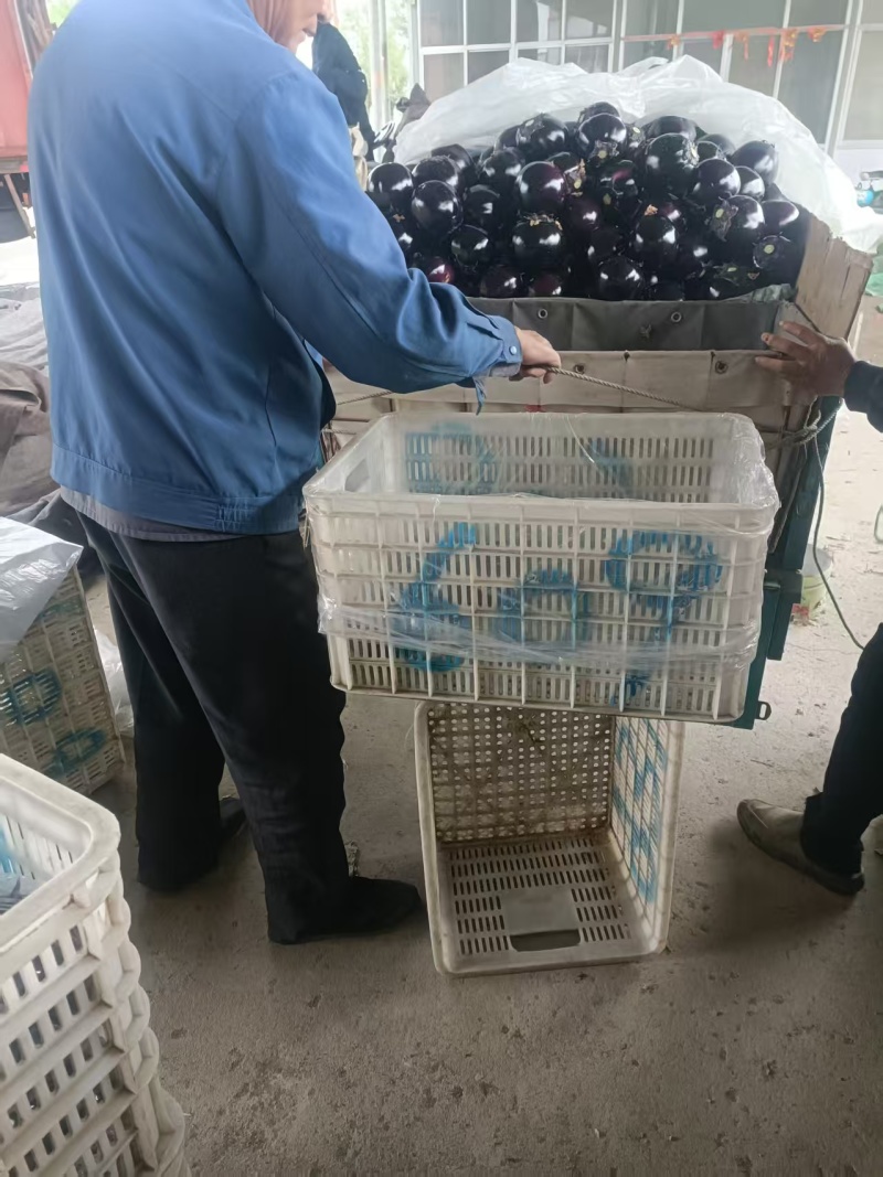 青州紫光圆茄一手货源，长期供批发市场，电商基地，生鲜超市