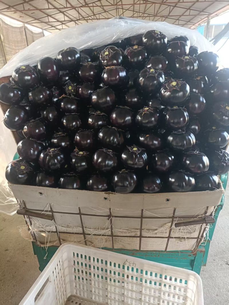 青州紫光圆茄一手货源，长期供批发市场，电商基地，生鲜超市