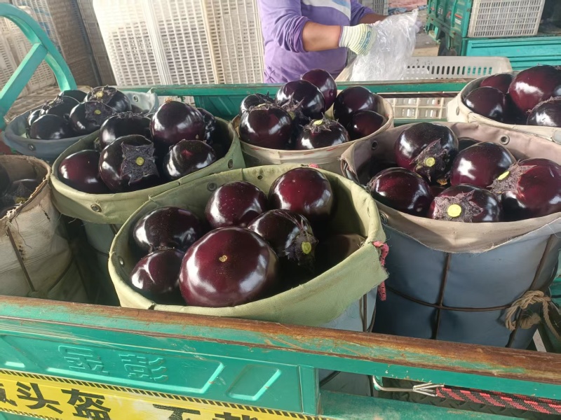 青州紫光圆茄一手货源，长期供批发市场，电商基地，生鲜超市