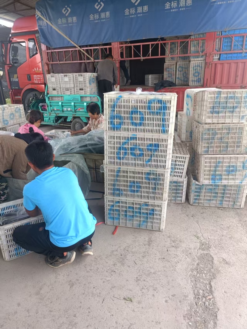 青州紫光圆茄一手货源，长期供批发市场，电商基地，生鲜超市