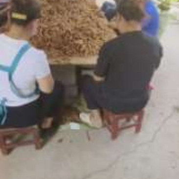 地黄种子