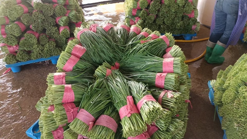精品韭菜