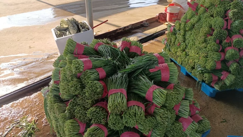 精品韭菜