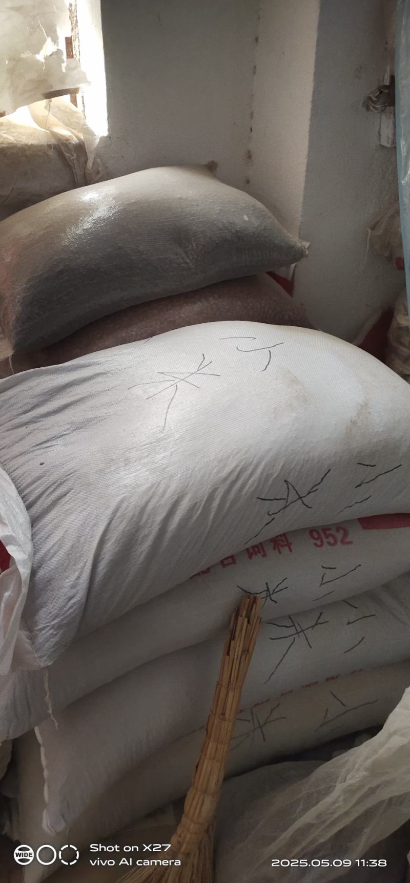 黑花生小粒稀有品种