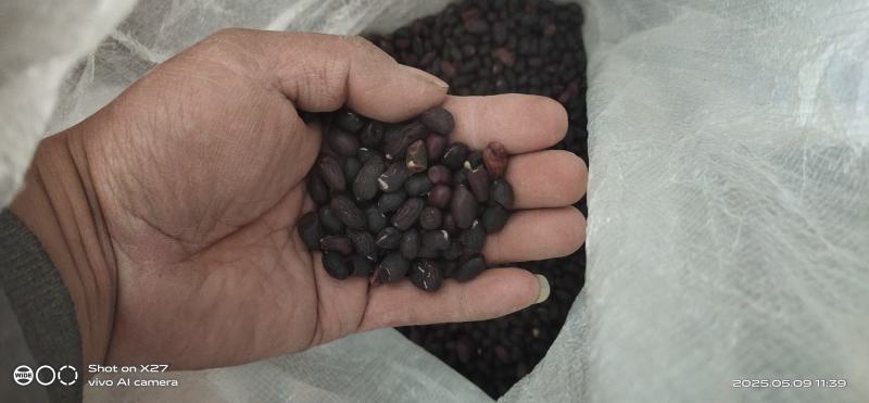 黑花生小粒稀有品种