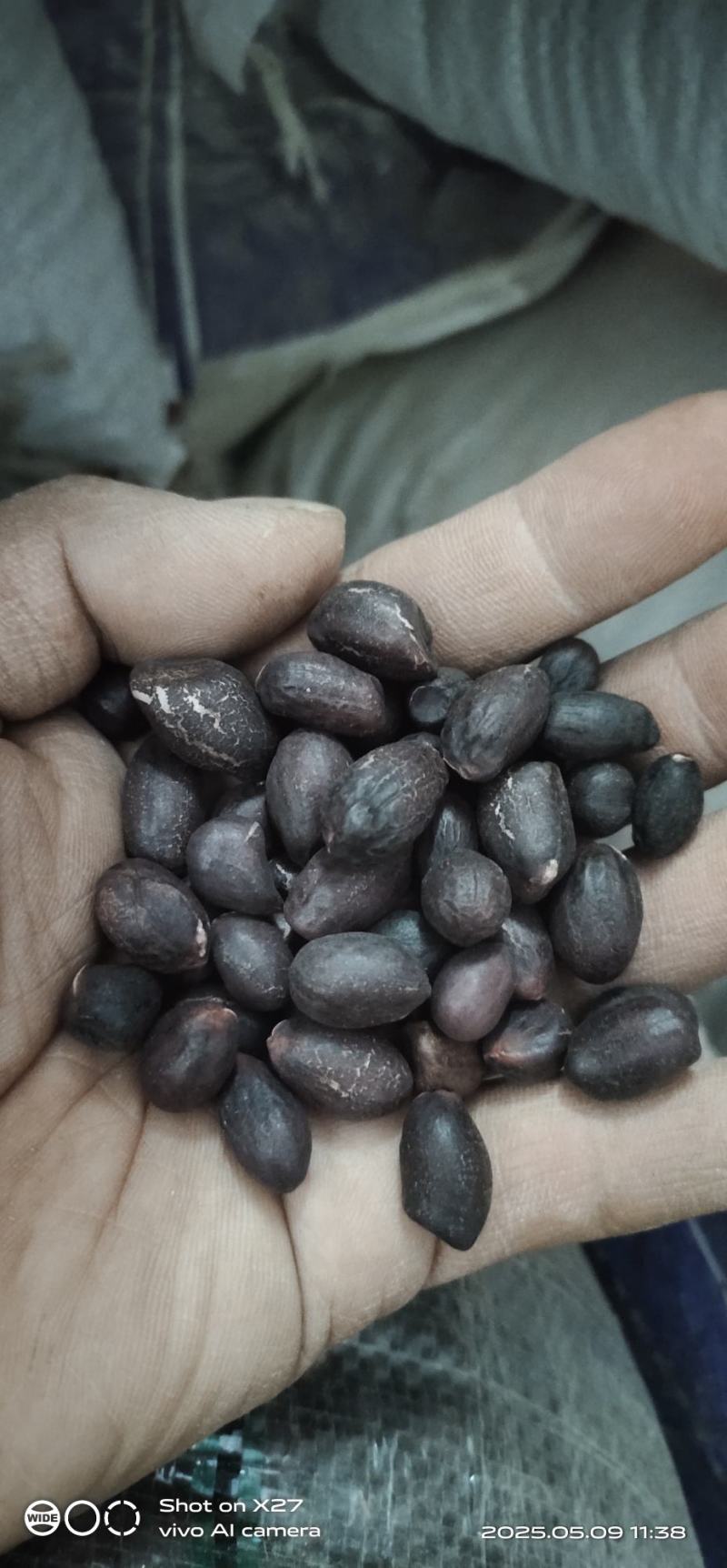 黑花生小粒稀有品种
