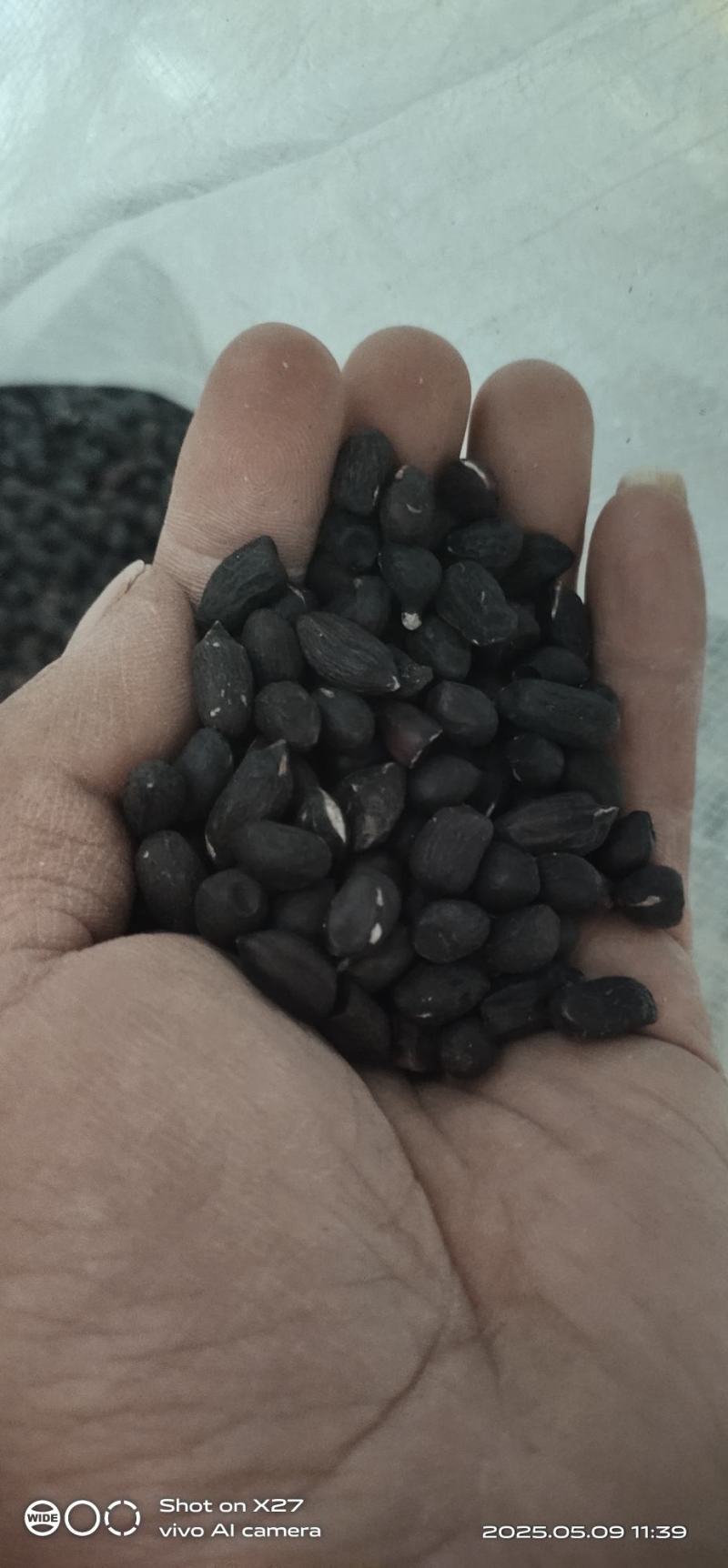 黑花生小粒稀有品种