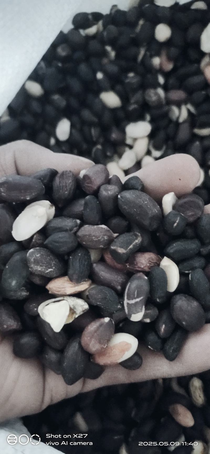 黑花生小粒稀有品种