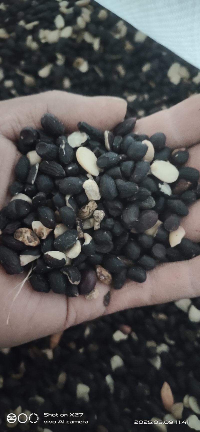 黑花生小粒稀有品种