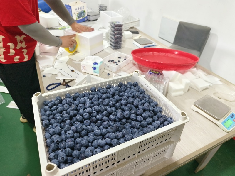 安徽露天花香蓝莓，各种品种都有，产量大，1000亩蓝莓基