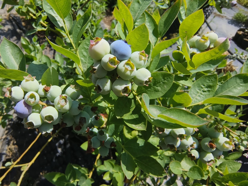 安徽露天花香蓝莓，各种品种都有，产量大，1000亩蓝莓基