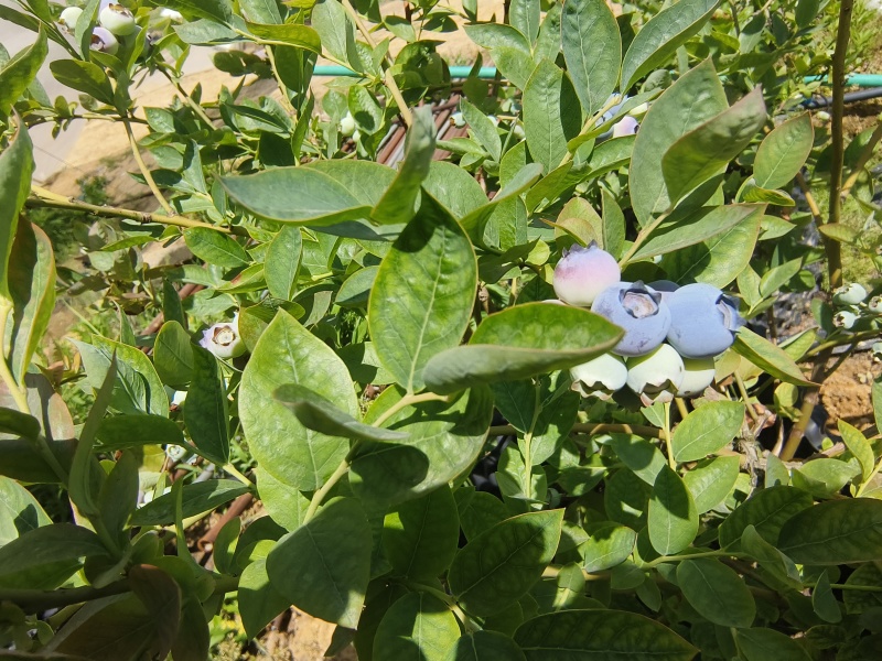 安徽露天花香蓝莓，各种品种都有，产量大，1000亩蓝莓基