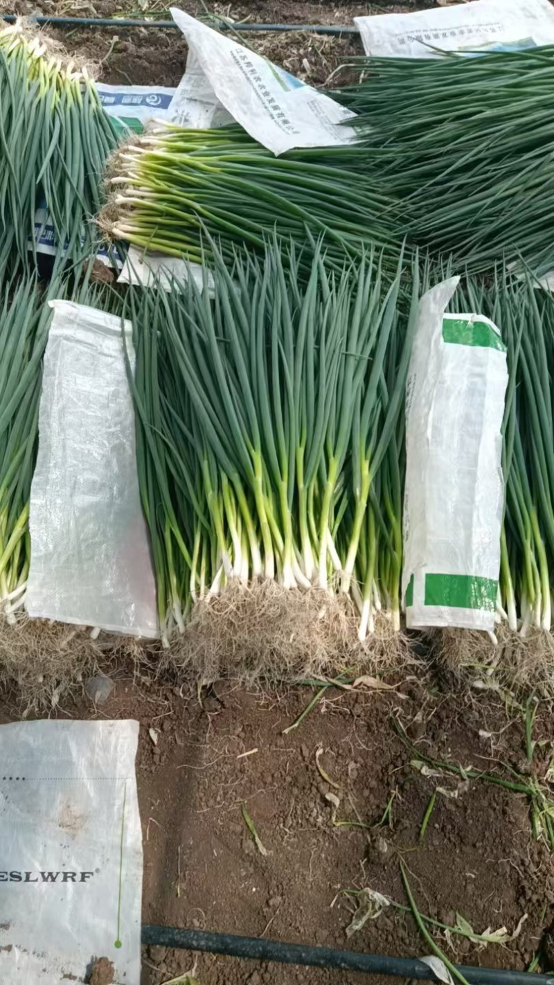 吉林精品香葱小葱质量保证全国统一发货，货源充足价格合理