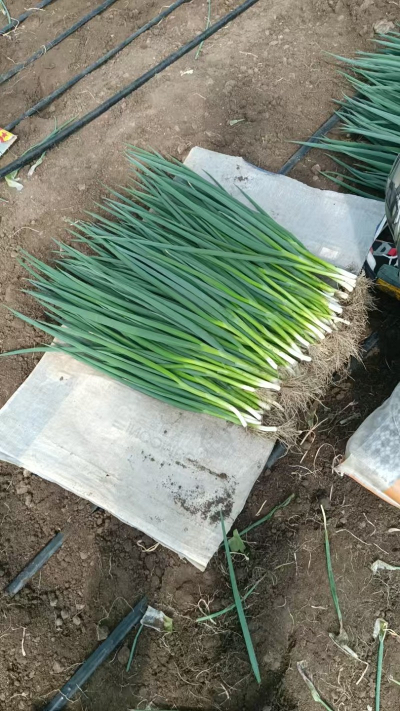 吉林精品香葱小葱质量保证全国统一发货，货源充足价格合理