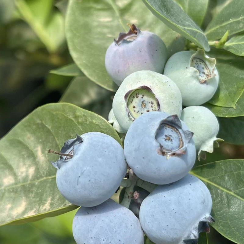 安徽露天花香蓝莓，各种品种都有，产量大，1000亩蓝莓基